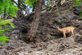 Mountain goat. Background with selective focus and copy space Royalty Free Stock Photo