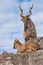 Mountain goat with big horns Markhur stands on a rock, at its feet is a young goat female, blue sky Royalty Free Stock Photo