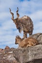 Mountain goat with big horns Markhur stands on a rock, at its feet is a young goat female, blue sky Royalty Free Stock Photo