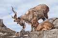 Mountain goat with big horns Markhur stands on a rock, at its feet is a young goat female, blue sky Royalty Free Stock Photo