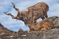 Mountain goat with big horns Markhur stands on a rock, at its feet is a young goat female, blue sky Royalty Free Stock Photo