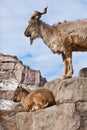 Mountain goat with big horns Markhur stands on a rock, at its feet is a young goat female, blue sky Royalty Free Stock Photo