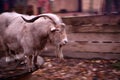 Mountain goat with big horns in the zoo Royalty Free Stock Photo