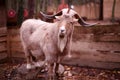 Mountain goat with big horns in the zoo Royalty Free Stock Photo