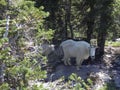 Rocky mountain goat and a calf