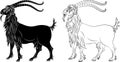 Mountain goat capra - black silhouette and outline Royalty Free Stock Photo