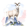 Mountain goat in cartoon style. Cute Little Cartoon Mountain goat isolated on white background. Watercolor drawing, hand-drawn Royalty Free Stock Photo