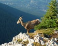Mountain goat on cliff Royalty Free Stock Photo
