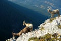 Mountain goat on cliff Royalty Free Stock Photo