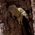 Mountain Goat On Cliff Royalty Free Stock Photo