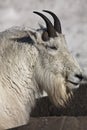 Mountain Goat - Close up