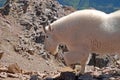 Mountain Goat, Colorado Royalty Free Stock Photo