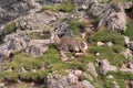 Mountain Goat in Colorado