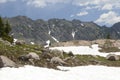 Mountain goat in Colorado Rockies Royalty Free Stock Photo