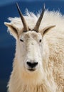 Mountain goat in Colorado`s Rocky Mountains, United States. Royalty Free Stock Photo