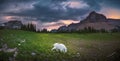 Mountain goat eating grass at Glacier National Park