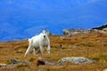 Mountain Goat on fall tundra