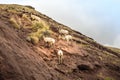 Mountain goat family climbing mountain in Idaho
