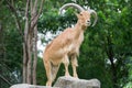 Mountain Goat in forest , male Royalty Free Stock Photo