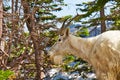 A Mountain Goat in a Forest Royalty Free Stock Photo