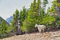 A Mountain Goat in a Forest Royalty Free Stock Photo