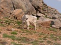 Mountain goat in front of rocks on Mount Evans in the Rocky Mountains, Colorado, USA.