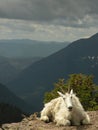 Mountain goat Royalty Free Stock Photo