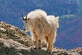 Mountain Goat on Harney Peak Royalty Free Stock Photo