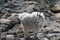 Mountain Goat on Harney Peak Royalty Free Stock Photo