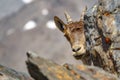 Mountain goat head hidden on the top of Mulhacen peak