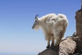 Mountain Goat on a high mountain ledge