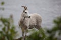 Mountain goat on the hill along Seward highway Royalty Free Stock Photo