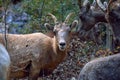 A Mountain Goat with Horns