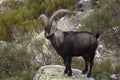 Mountain goat Iberian, Capra pyrenaica, Iberian Ibex, Royalty Free Stock Photo