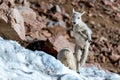 A Mountain Goat Baby Dancing in the Snow