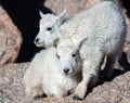 Baby Mountain Goat Twins Showing Affection Royalty Free Stock Photo