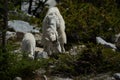 Mountain goat and kit grazing in the alpine lakes wilderness