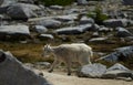 Mountain goat kit walking in the alpine lakes wilderness in Washington Royalty Free Stock Photo