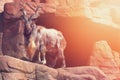 A mountain goat with large horns stands on a rock on a sunny afternoon. Royalty Free Stock Photo