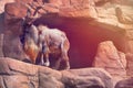 A mountain goat with large horns stands on a rock on a sunny afternoon. Royalty Free Stock Photo