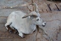 Mountain goat lies quietly on the rock mass of the rock