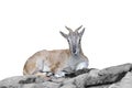 The mountain goat lies on the rocks Royalty Free Stock Photo