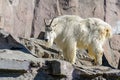 Mountain Goat With Long White Hair