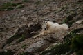 Mountain goat lying just off trail Royalty Free Stock Photo
