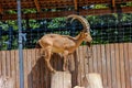 Mountain goat lying in the zoo. Royalty Free Stock Photo
