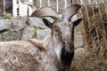 A mountain goat is in the Moscow zoo Royalty Free Stock Photo