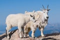 Mountain Goat mother and baby Royalty Free Stock Photo