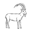 Mountain goat Royalty Free Stock Photo