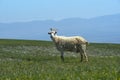Mountain goat in the mountains of Dagestan Royalty Free Stock Photo