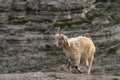 Mountain goat in the mountains of Dagestan Royalty Free Stock Photo